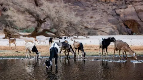 Chad Terminates Partnership with Controversial Wildlife Charity Linked to Prince Harry