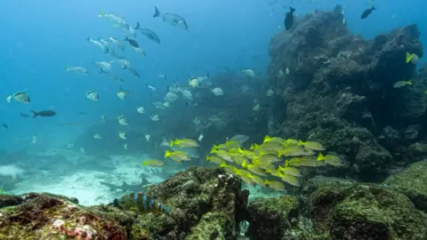 Historic Approval of High Seas Treaty Set to Transform Ocean Conservation