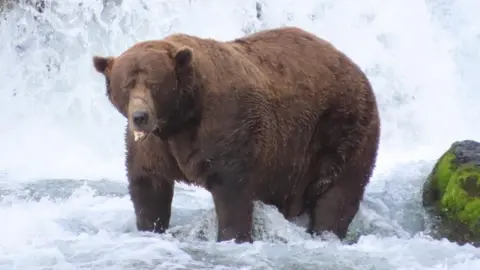 Chunk the Brown Bear Claims Victory in Fat Bear Week 2025