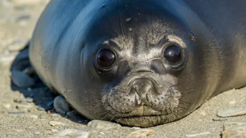 Severe Bird Flu Decimates Baby Seal Populations on Remote Australian Islands — A Warning for the Mainland