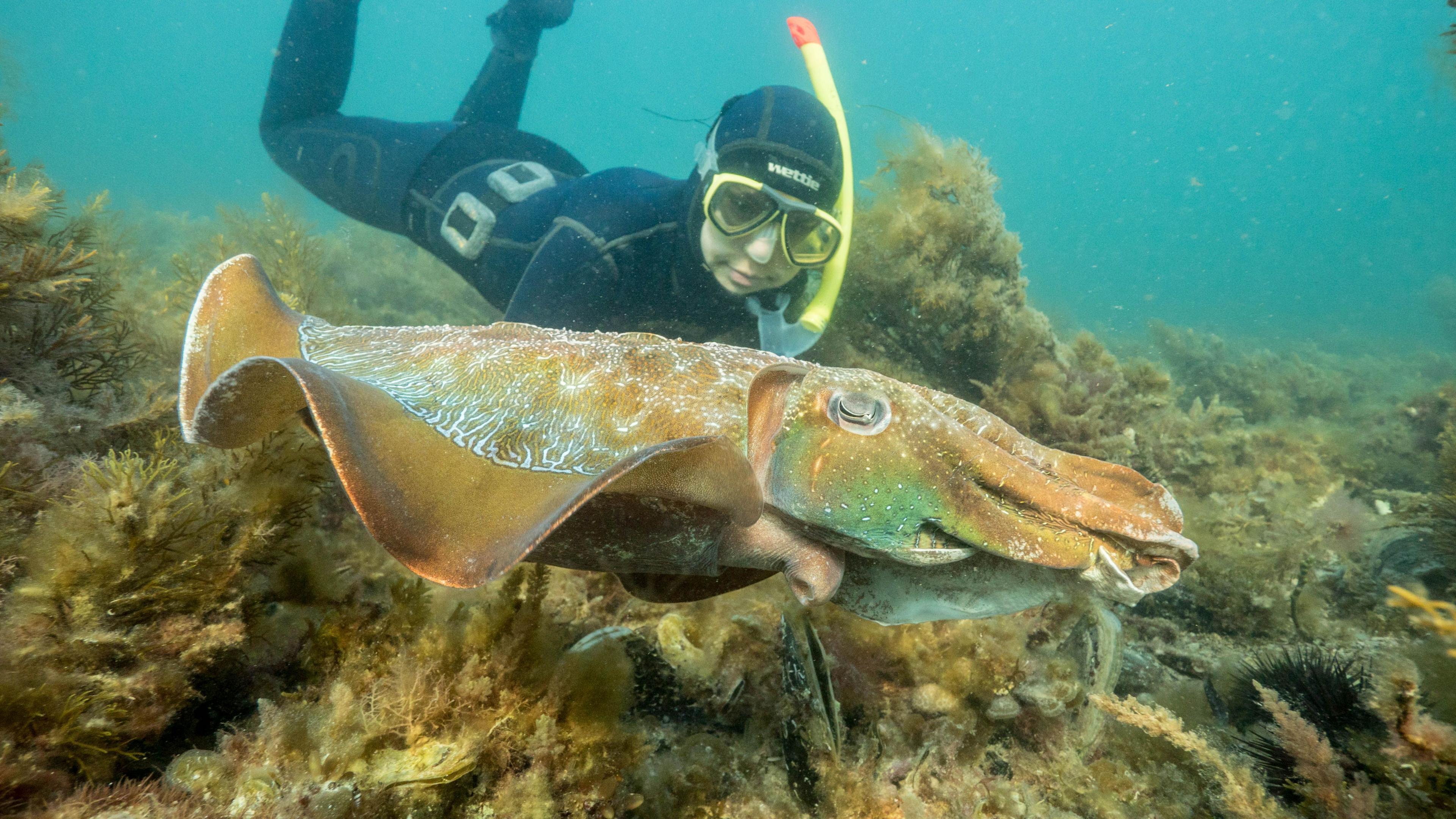 Australia’s Giant Cuttlefish Mating Event Hits Record Low Amid Algal Bloom