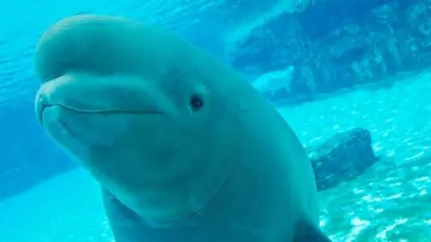 Marineland Canada's Dilemma: Euthanizing 30 Beluga Whales