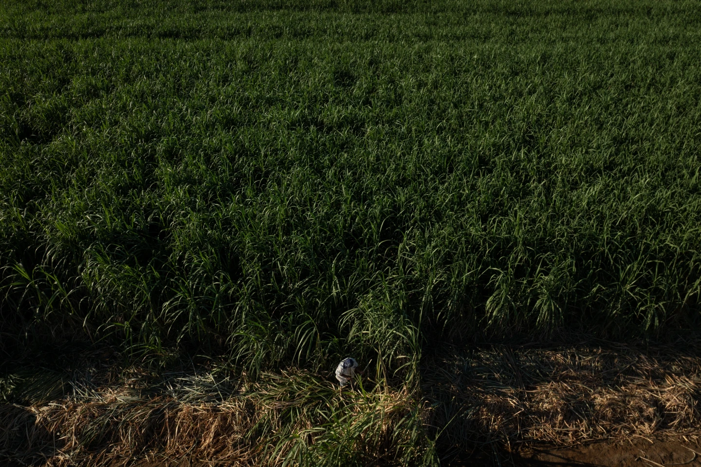 Researchers Seek Remedies for Heat Stress Among Farmworkers