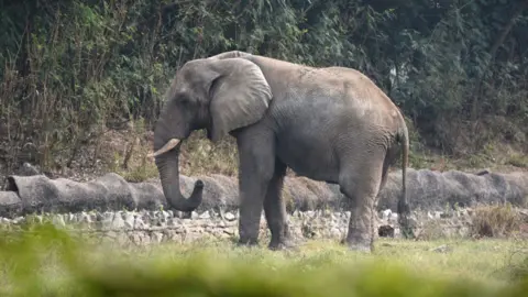 Mourning Shankar: The Solo Journey of Delhi's Last African Elephant