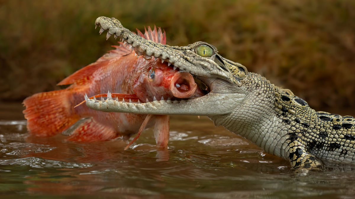 Singapore Charges Man Over Fictitious Crocodile Image Sent to Reservoir Authority