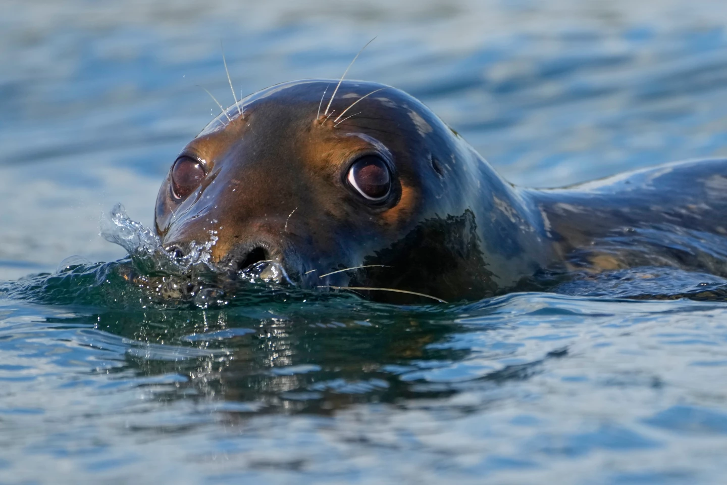 Republicans Push to Revise Landmark Marine Mammal Protection Act