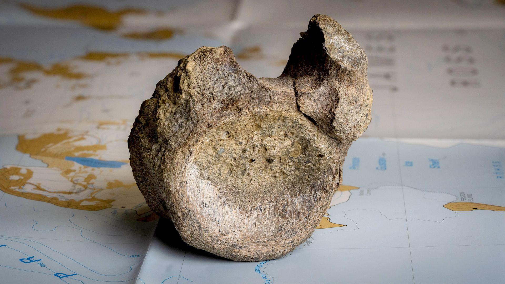 First Dinosaur Bone Found in Antarctica, Hidden for 40 Years