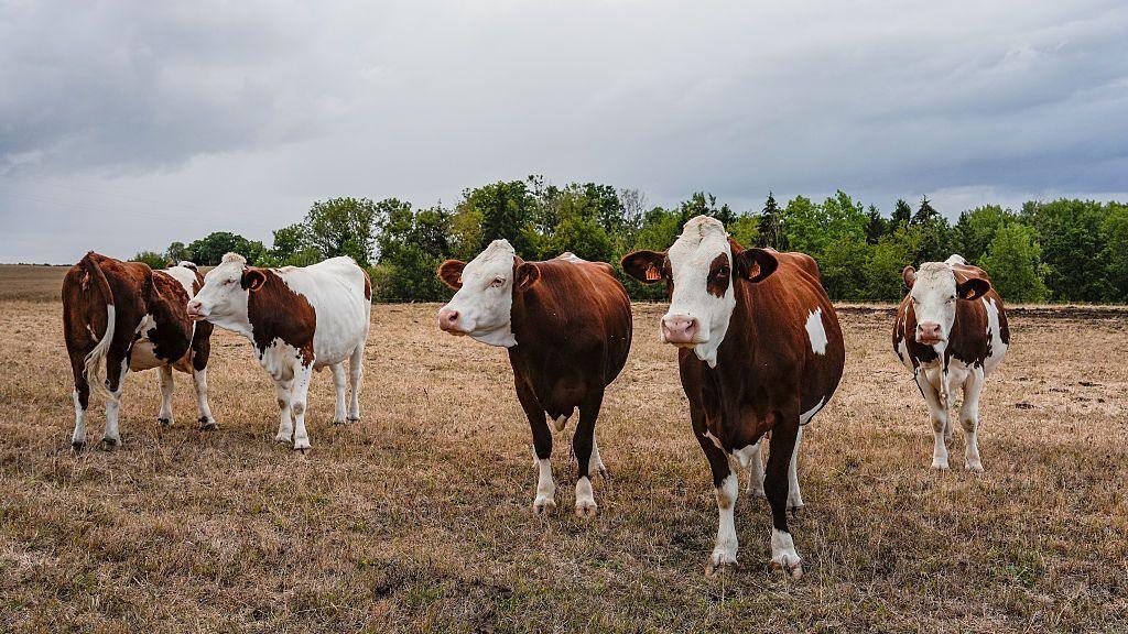 Cattle standing in a field in France