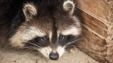 Raccoons: The Next Trend in Pet Ownership?