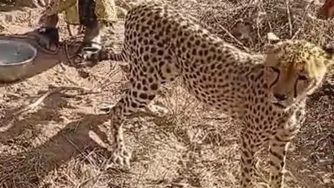 A Cheetah Cub Becomes Family: A Kenyan Family’s Unconventional Adoption Story