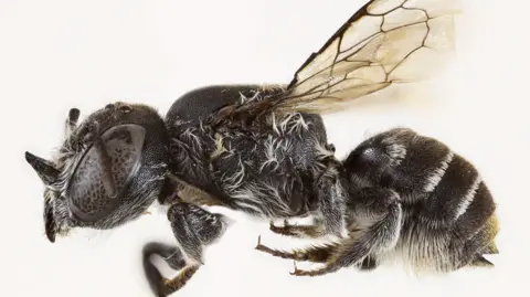 Meet the New 'Lucifer' Bee: A Native Species with Devilish Charm Discovered in Australia