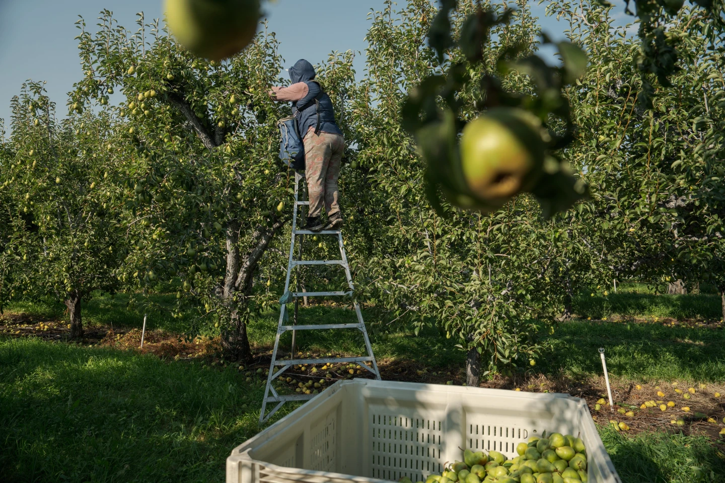Heat Stress and Vulnerabilities: The Risks Pregnant Farmworkers Face Amid Climate Change