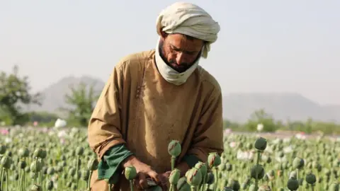 UN Reports Dramatic Decline in Afghan Opium Production After Taliban Ban