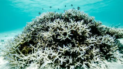 Hope for the Great Barrier Reef: Potential Recovery in a Cooler Future
