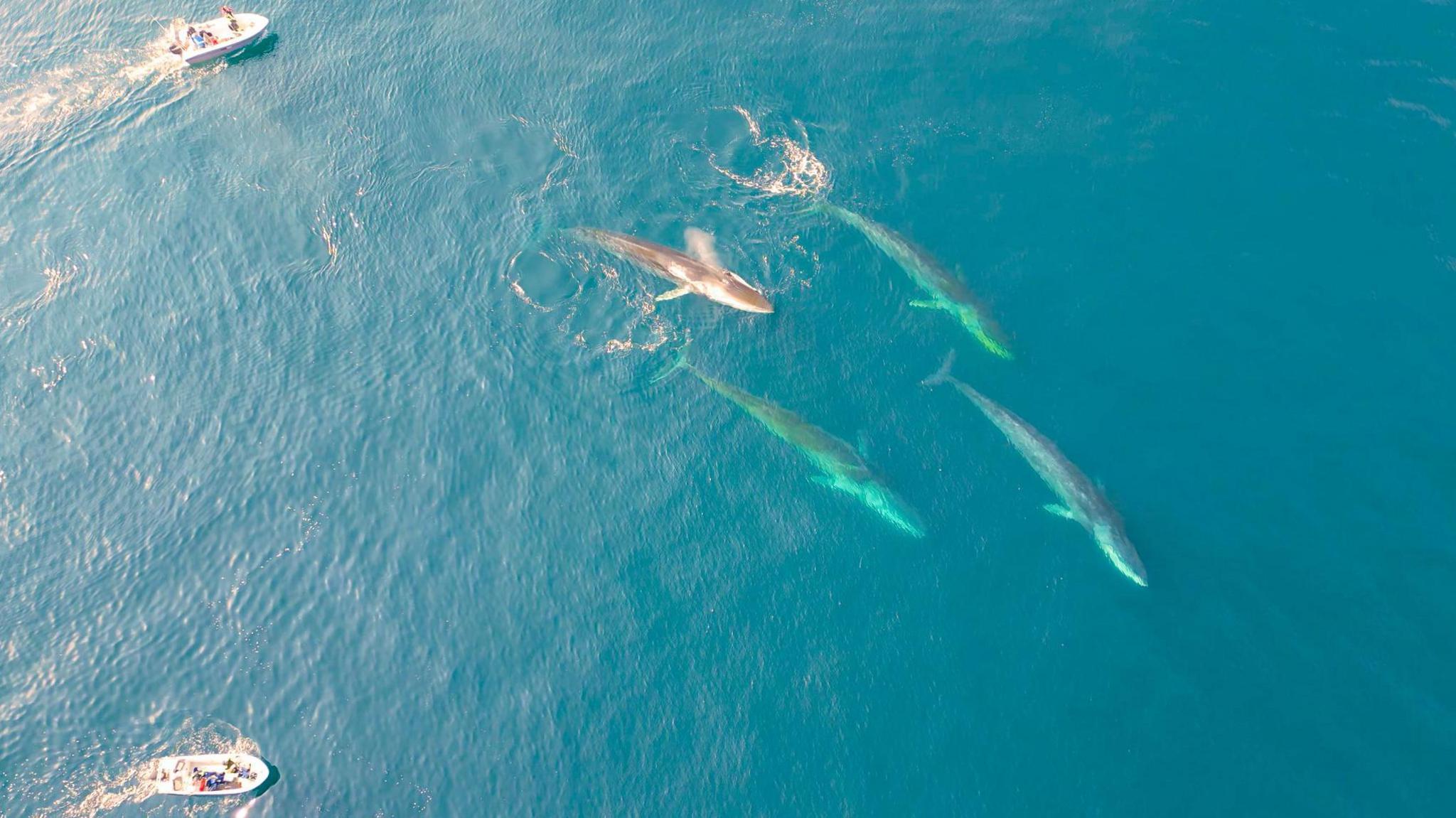 Giant Whales Take to Greenland Waters as Ice Vanishes