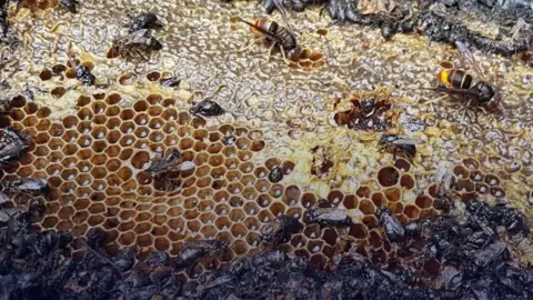 Tragic Arson Attack Claims Lives of Half a Million Bees in Dutch Park