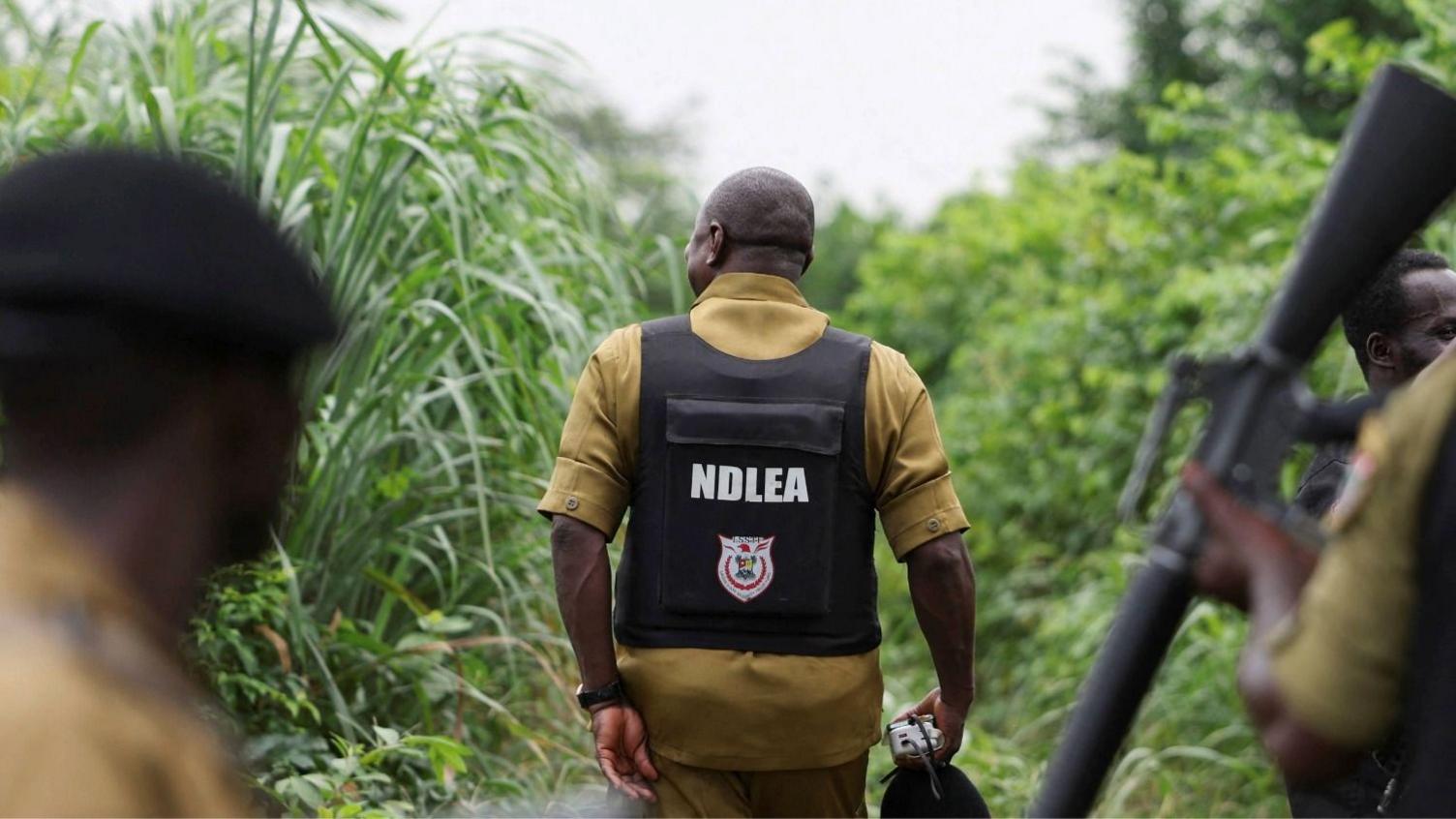Mexican Cartels Turn Nigerian Forests into Hidden Meth Labs