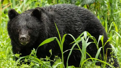Record Bear Attacks in Japan Result in Multiple Fatalities