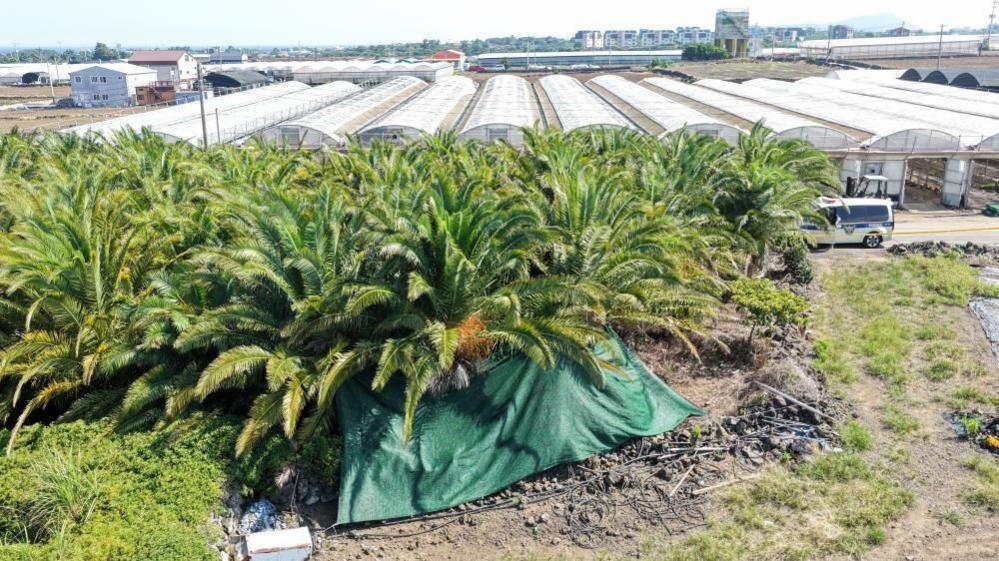Jeju Island Tragedy Unfolds Amid Police Scandal