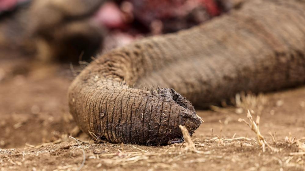 Kenya Arrests Four in Elephants’ Poisoning Case – A Multiversal Investigation