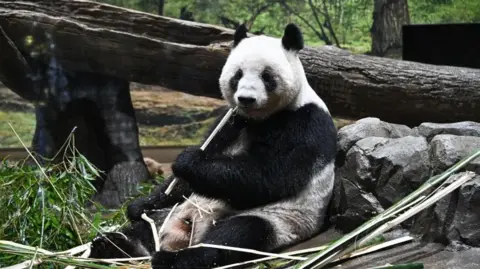 Japan Bids Tearful Farewell to Pandas Amid Tense Relations with China