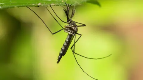 Iceland's Mosquito-Free Status Shattered by Record Heat
