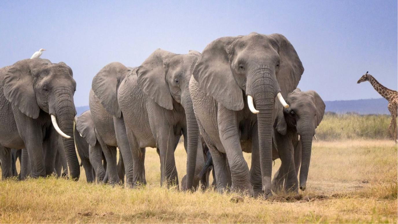 Elephant Enigma: 14 Sudden Deaths in Kenya Spark Multiverse Theories