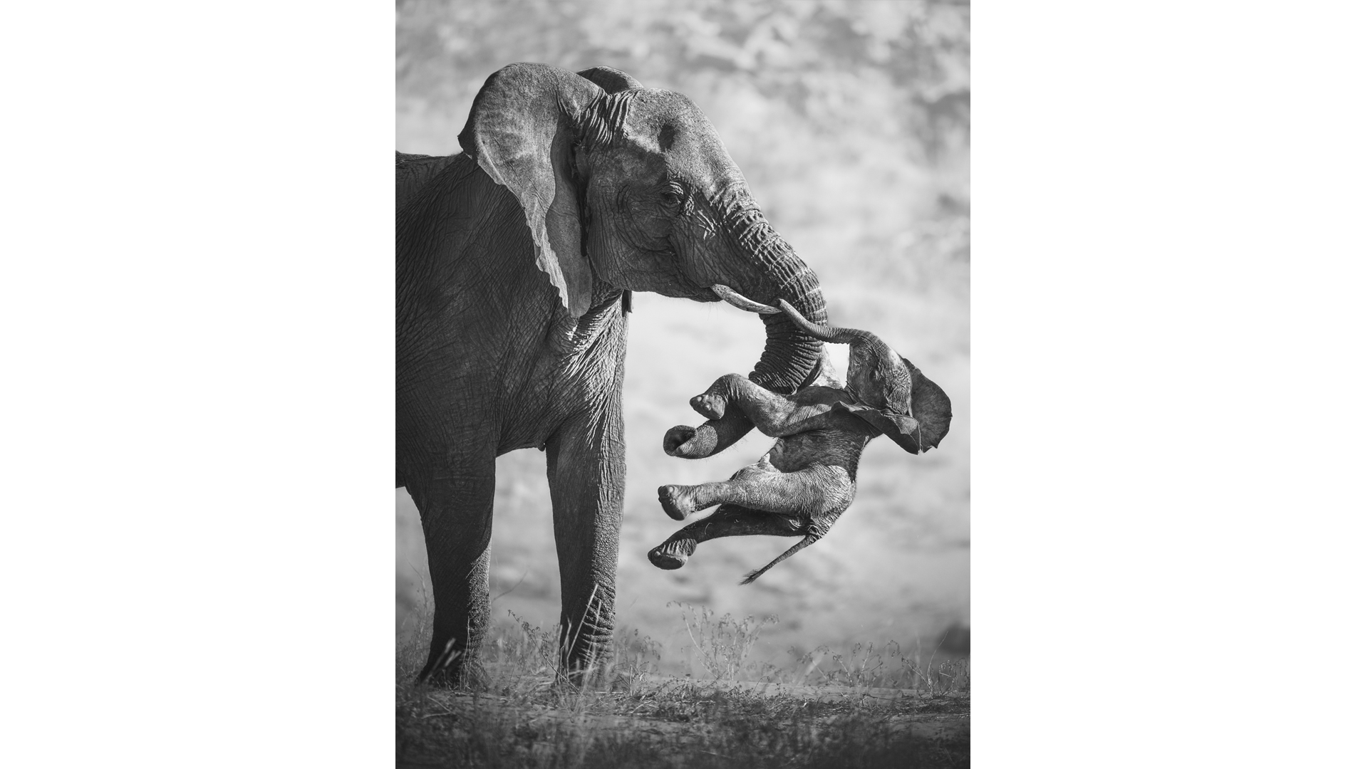 Silent Testament: Elephant’s Vision Ties Lives in Namibia’s Dry Riverbed