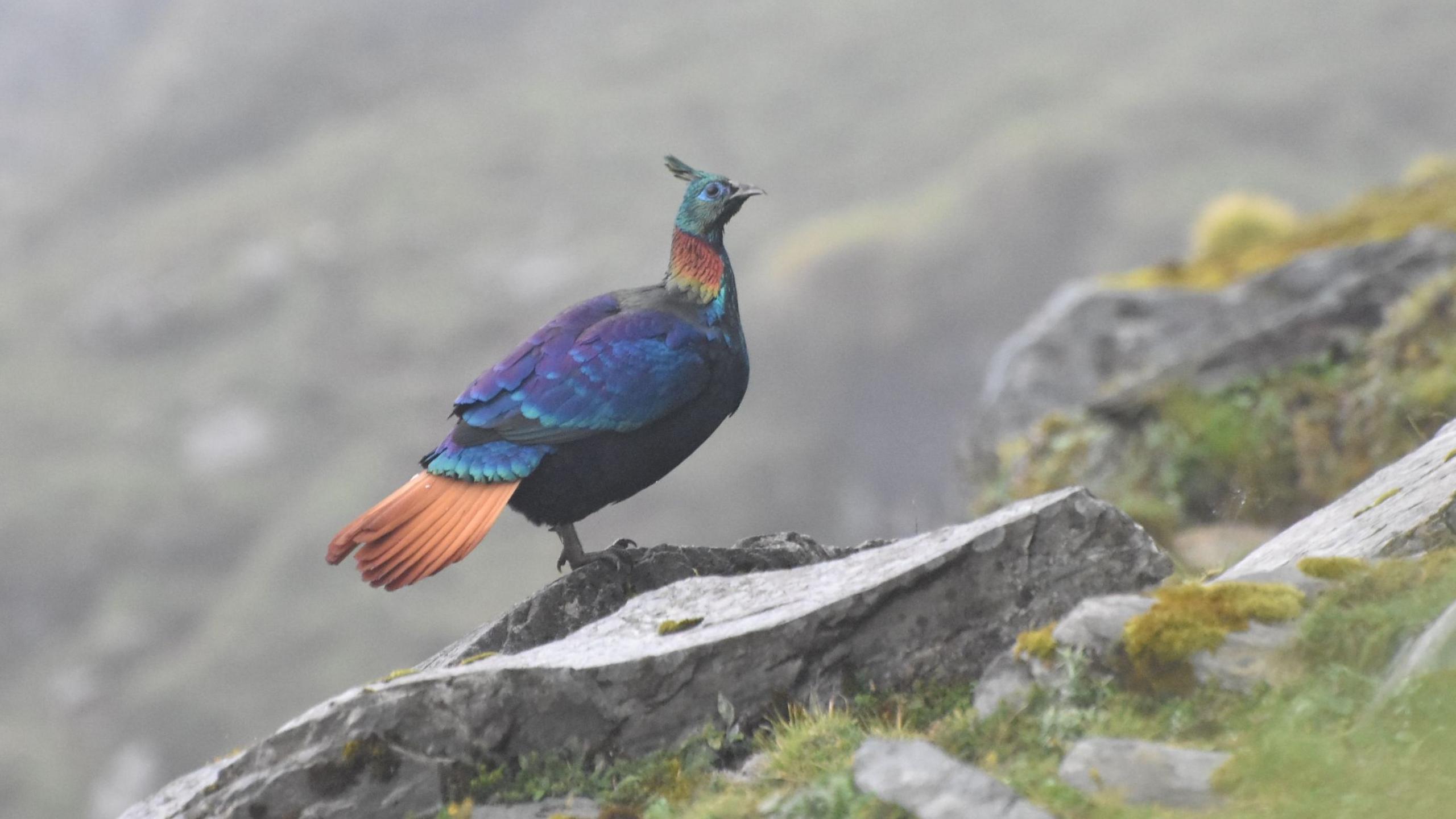 Mountain Birds Raise Voices & Altitudes as Himalayan Tourism Climbs