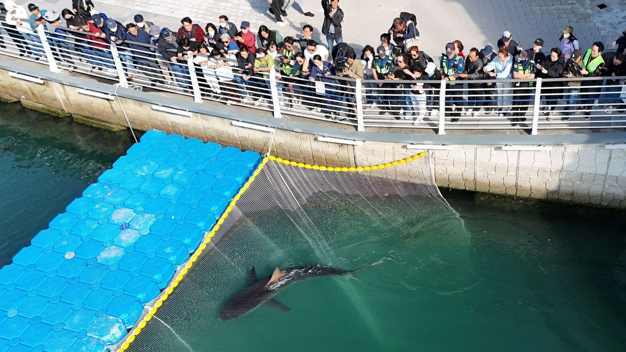 Shark named Bukangi swims in a canal in Busan, South Korea as tourists look on from above