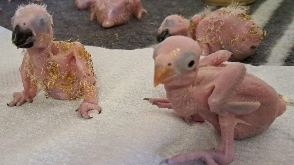 Parrot Eggs Hatch After Thai Smuggler Nabbed at Johannesburg Airport