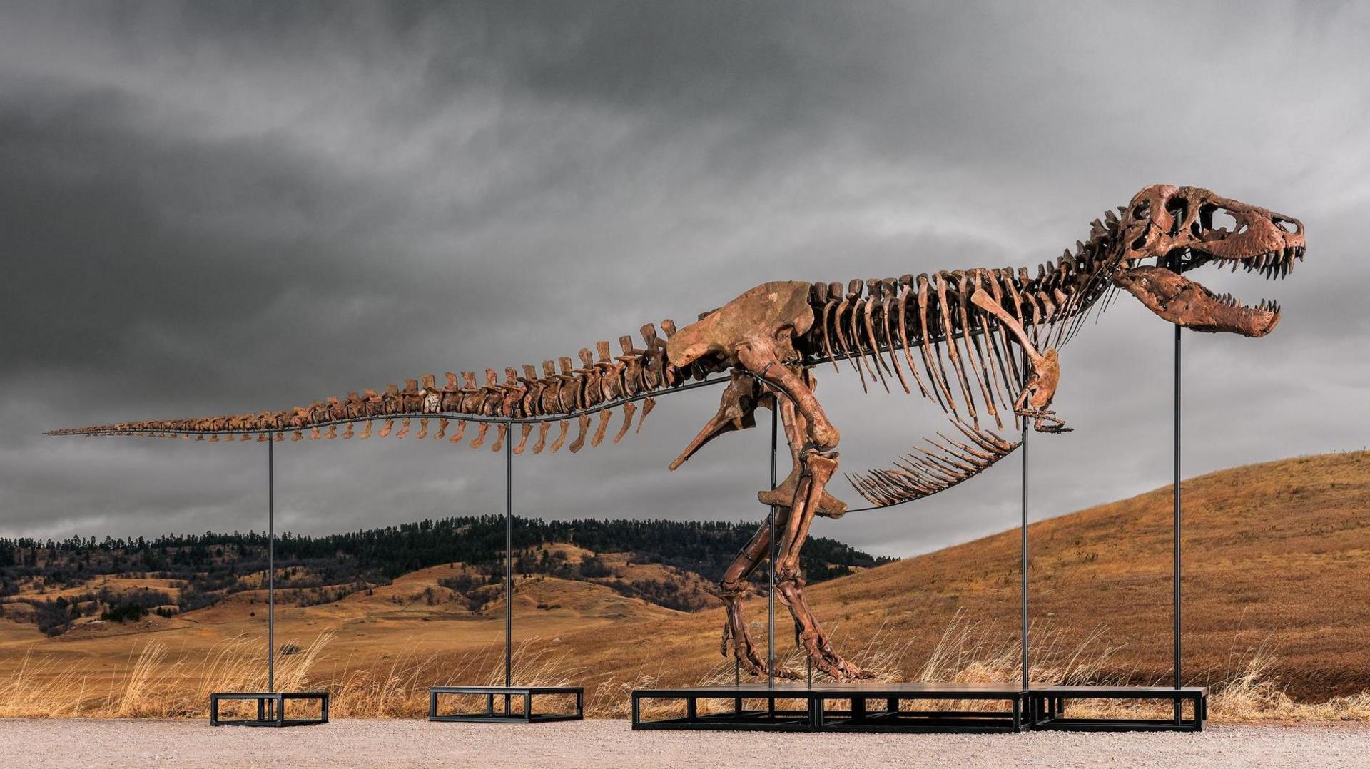 £37.4 M T. rex sale shatters dinosaur auction record