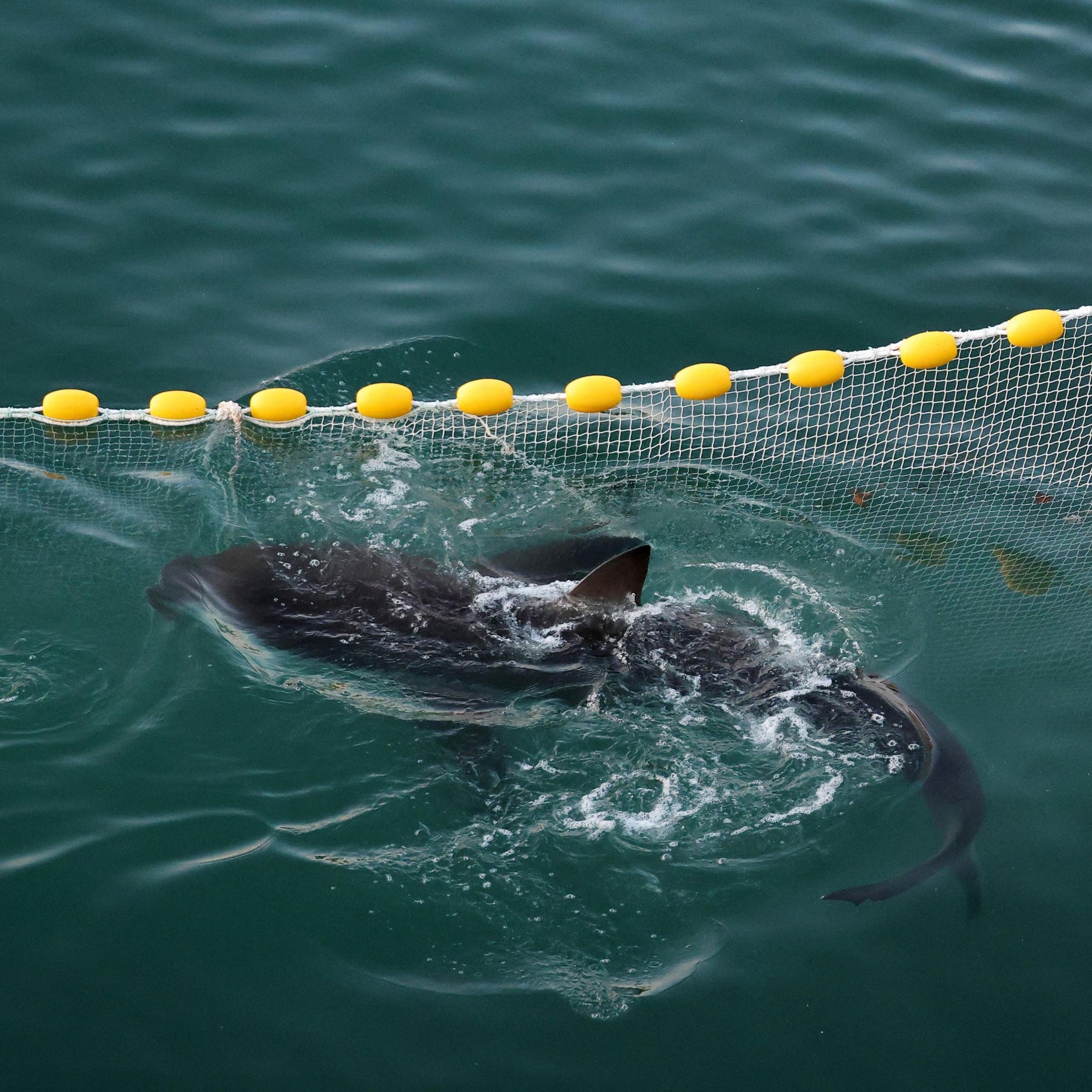Dusky shark in canal at Busan’s North Port
