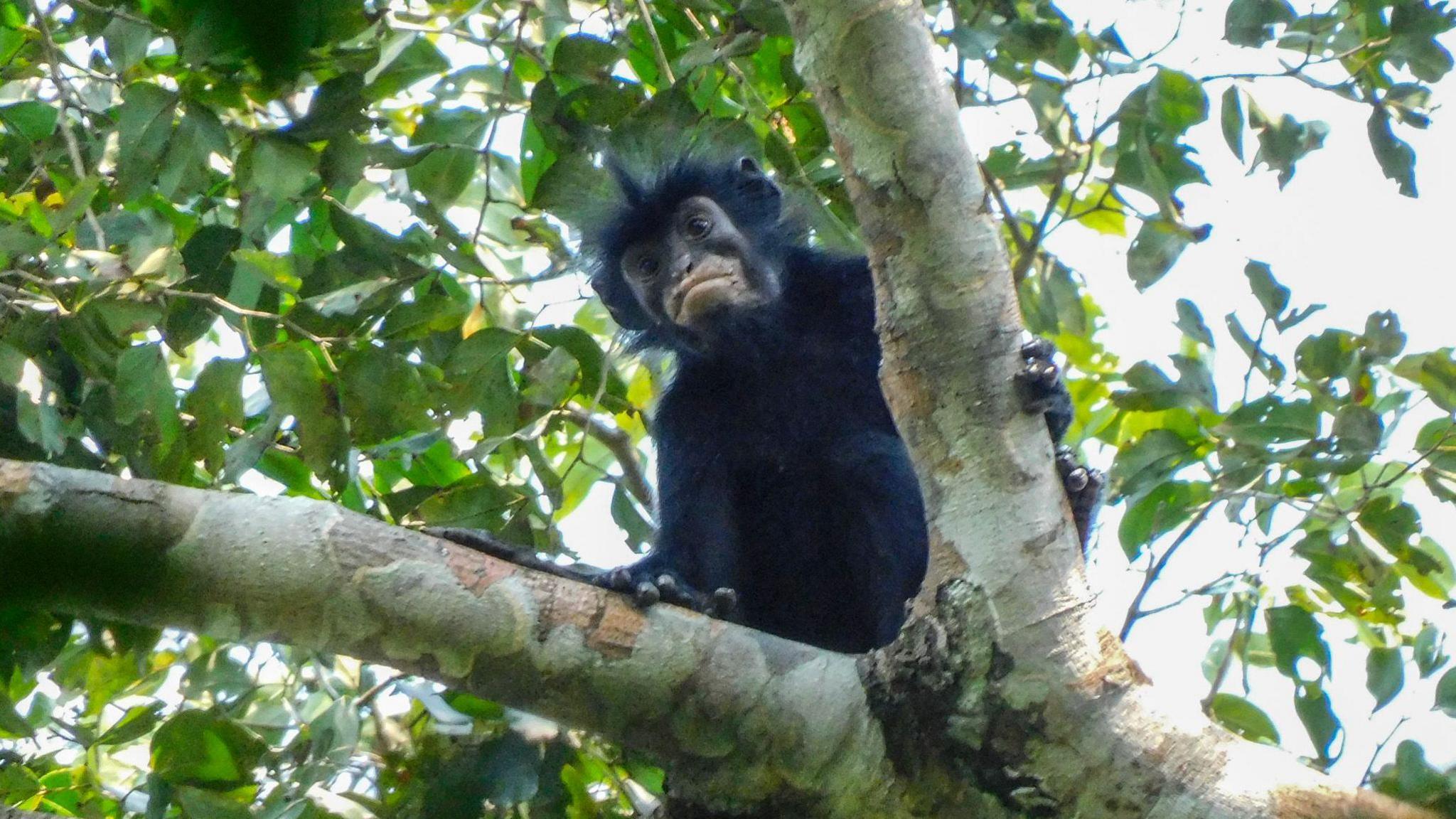 Orange‑Lipped Monkey Discovered in Congo’s Hidden Canopy