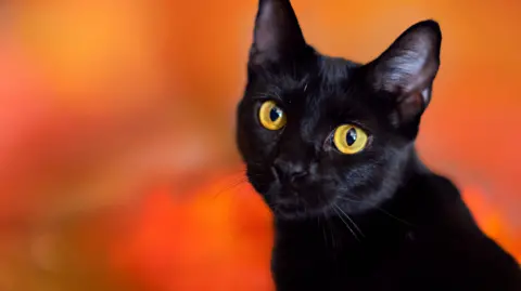 Terrassa's Unique Ban: Black Cat Adoptions Halted for Halloween Safety