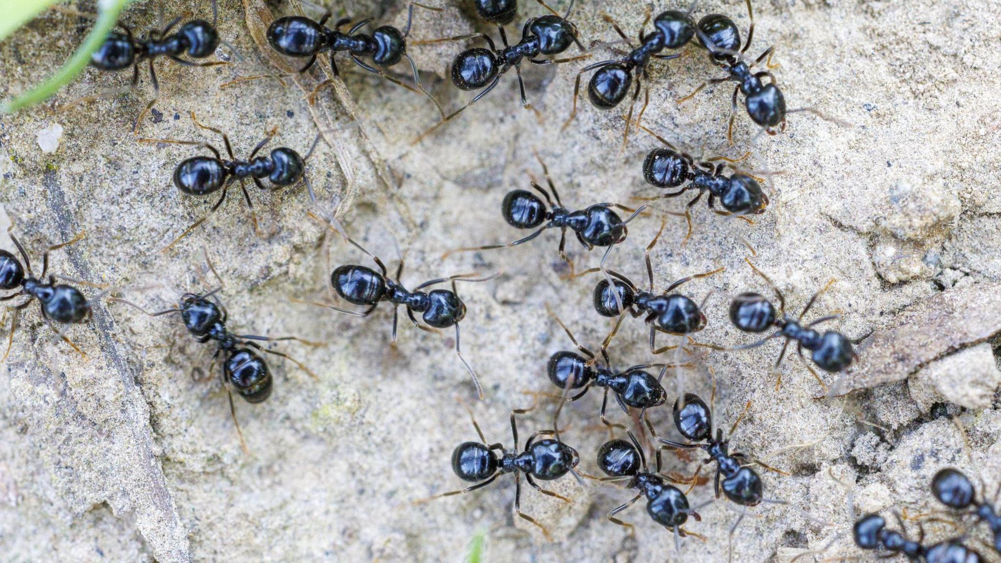 Chef Faces Jail Over Ants in Dessert: Michelin‑Starred Restaurant Under Fire