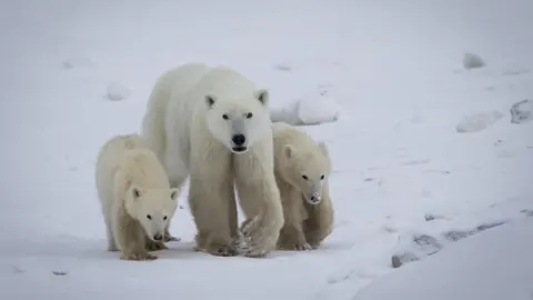 Rare Polar Bear Adoption Documented in Canada