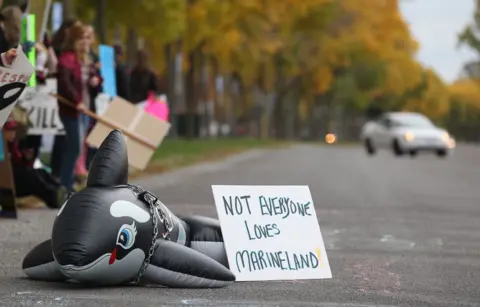 Urgent Rescue Options for Belugas as Marineland Faces Closure