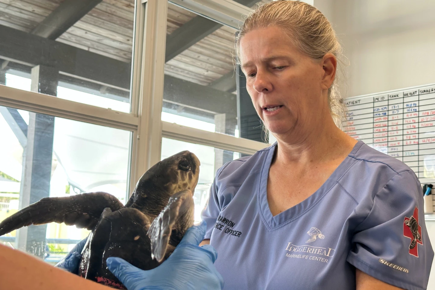 Endangered Sea Turtles Undergo Rehabilitation in Florida After Cold Stunning
