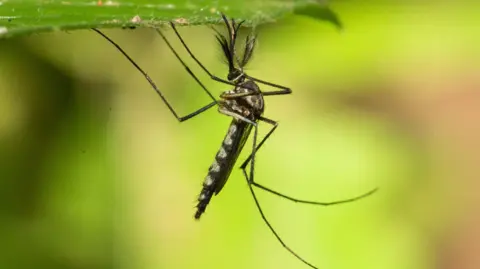 Record Heat Brings Mosquitoes to Iceland for the First Time in History