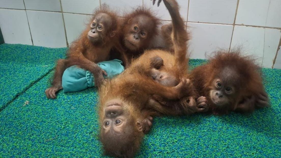 Baby Orangutans Discovered in Indian Forest: Trafficking Inquiry Launched