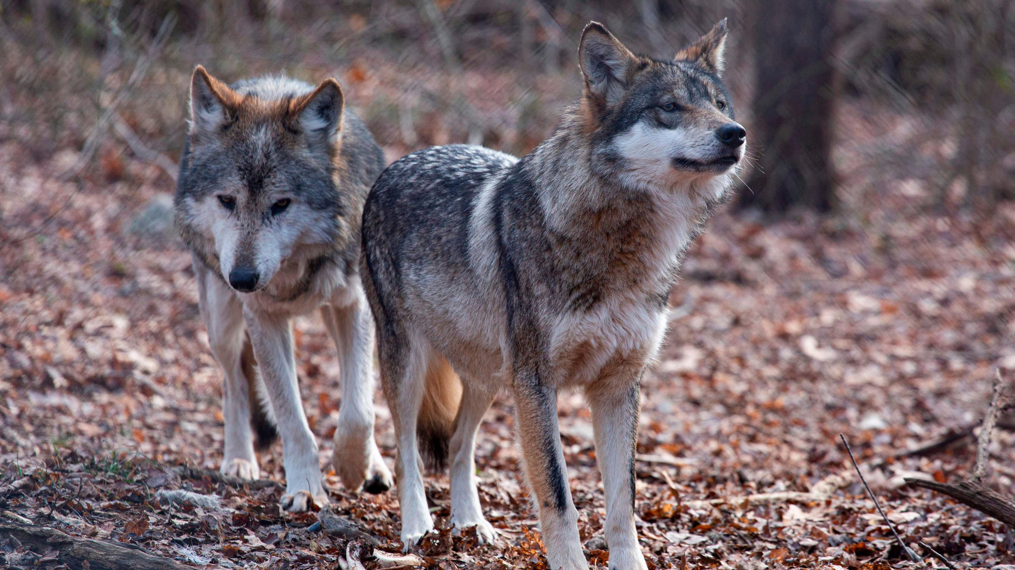 Trump’s Executive Order Threatens Grey and Mexican Wolf Recovery