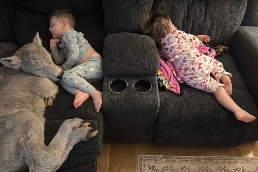 Kentucky Family Rescues Newborn Calf from Extreme Cold