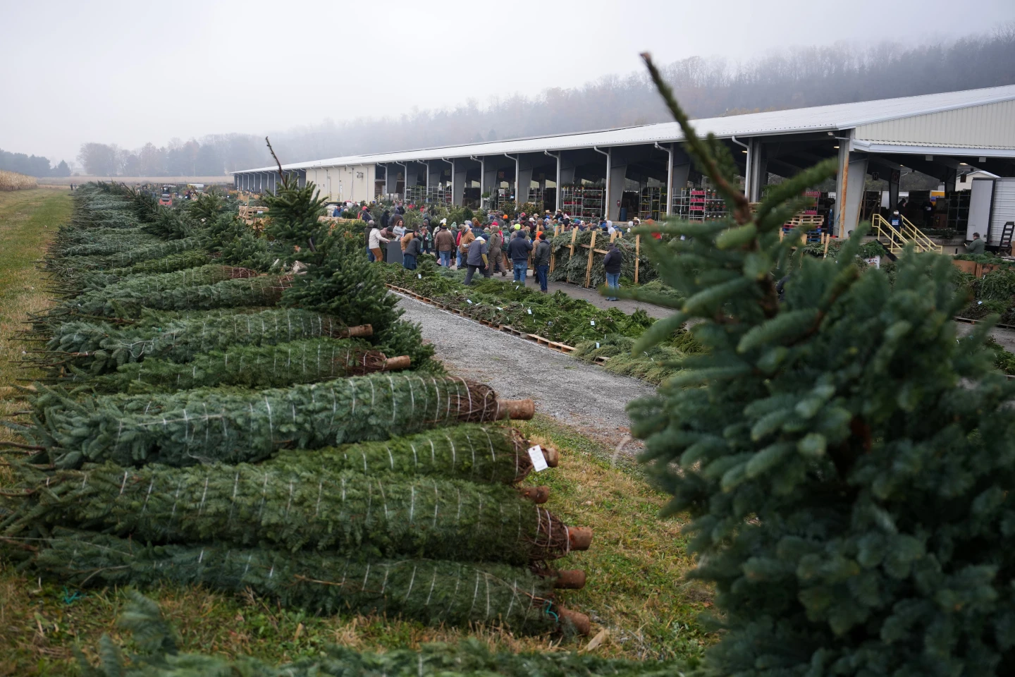 Christmas Traditions Shine Bright at Pennsylvania's Annual Tree Auction