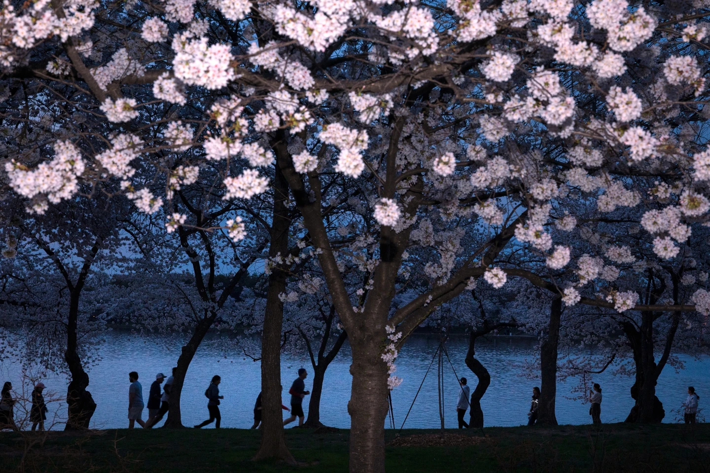 Cherry Blossoms in Full Bloom: A Multidimensional Spring Awakening