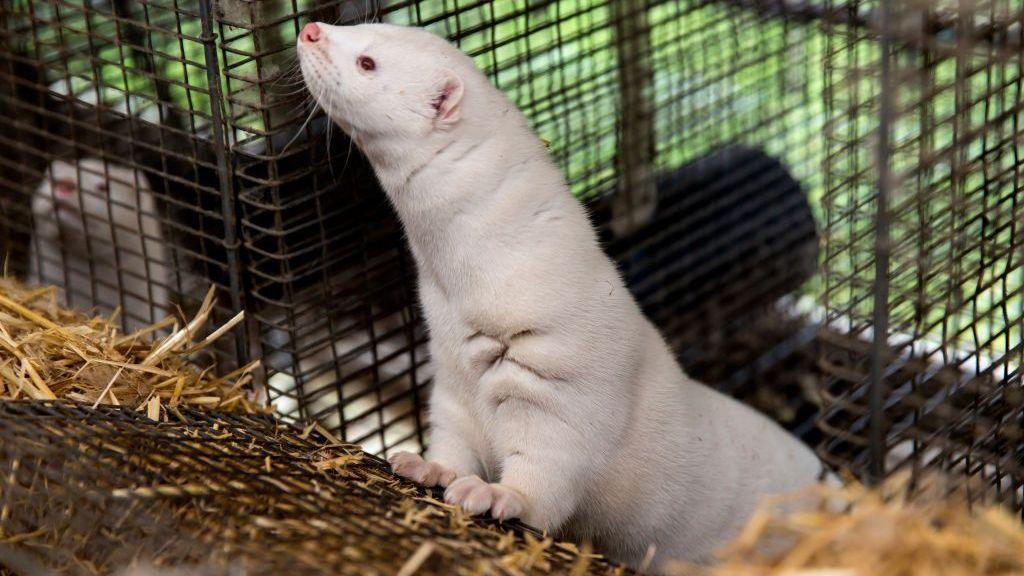 A white mink in a cage, looking at the camera