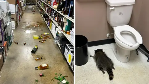 Intoxicated Raccoon Discovered Passed Out in Virginia Liquor Store