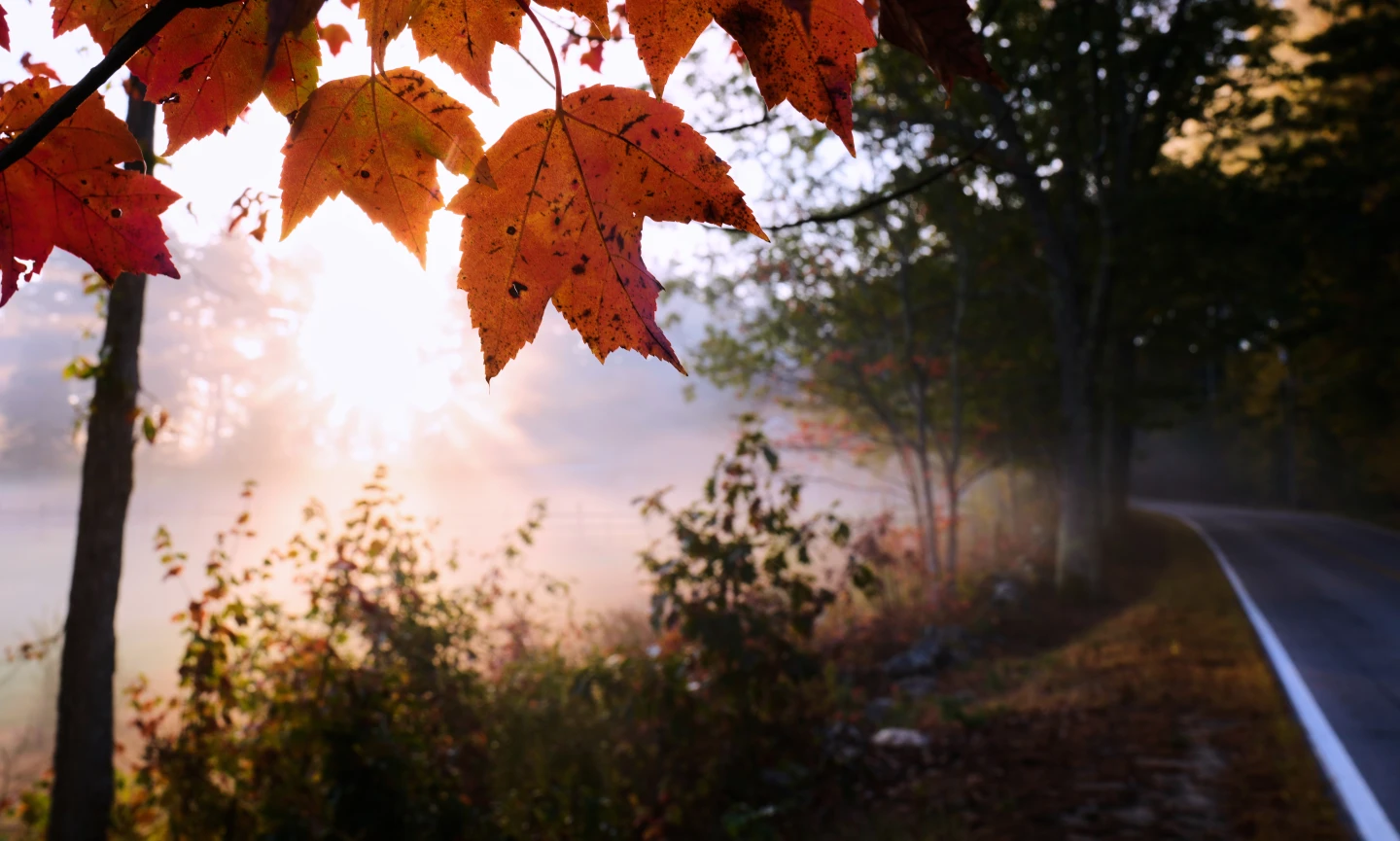 Drought Dulls Autumn Colors Across America, but Leaf Peepers Seek Nature's Beauty